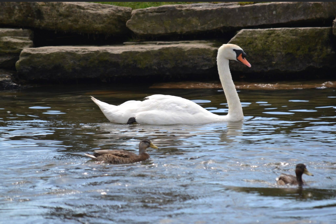 Swans in Wareham 